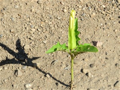 Gemeiner Stechapfel (Datura stramonium) in Hockenheim