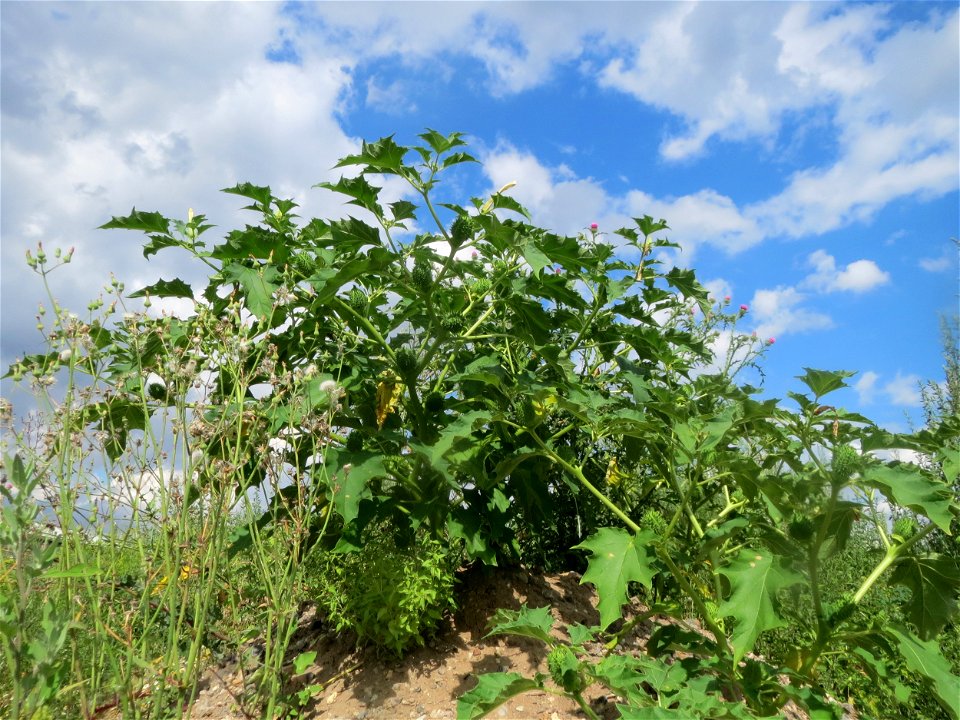Gemeiner Stechapfel (Datura stramonium) auf einer Ruderalfläche in Hockenheim-Talhaus