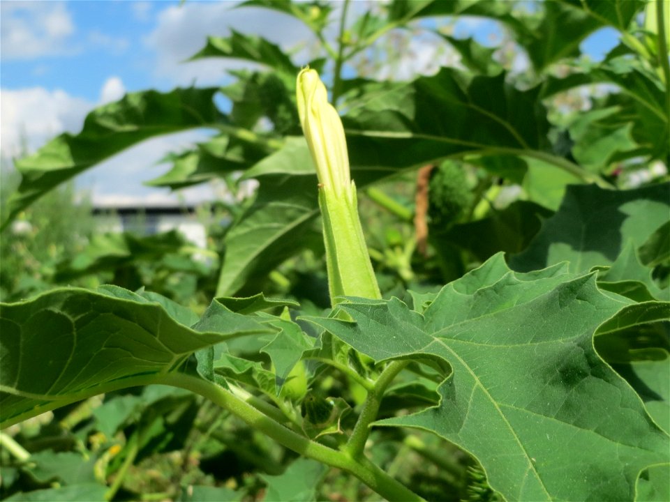 Gemeiner Stechapfel (Datura stramonium) auf einer Ruderalfläche in Hockenheim-Talhaus