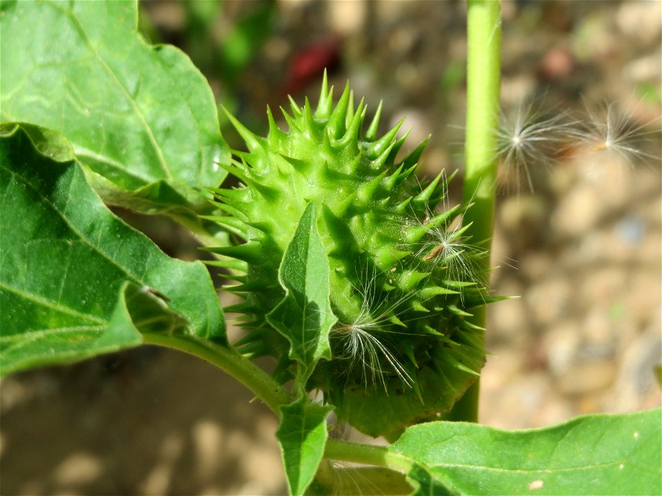 Gemeiner Stechapfel (Datura stramonium) auf einer Ruderalfläche in Hockenheim-Talhaus