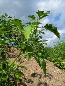 Gemeiner Stechapfel (Datura stramonium) auf einer Ruderalfläche in Hockenheim-Talhaus