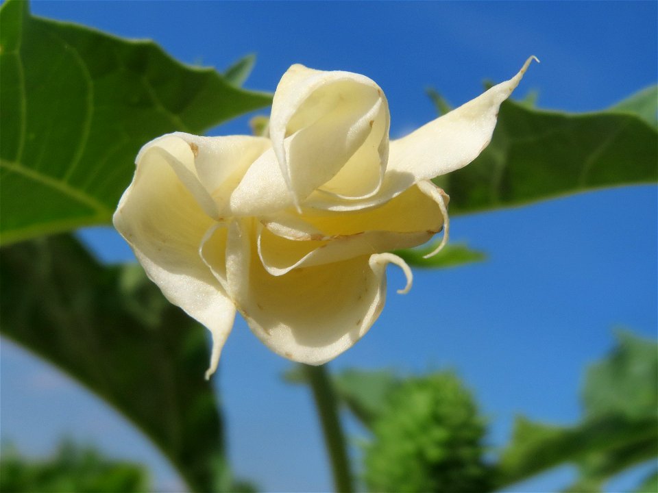 Gemeiner Stechapfel (Datura stramonium) in der "Au" bei Hockenheim