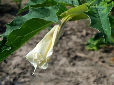 Gemeiner Stechapfel (Datura stramonium) in der "Au" bei Hockenheim
