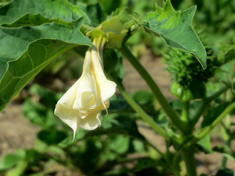 Gemeiner Stechapfel (Datura stramonium) in der "Au" bei Hockenheim