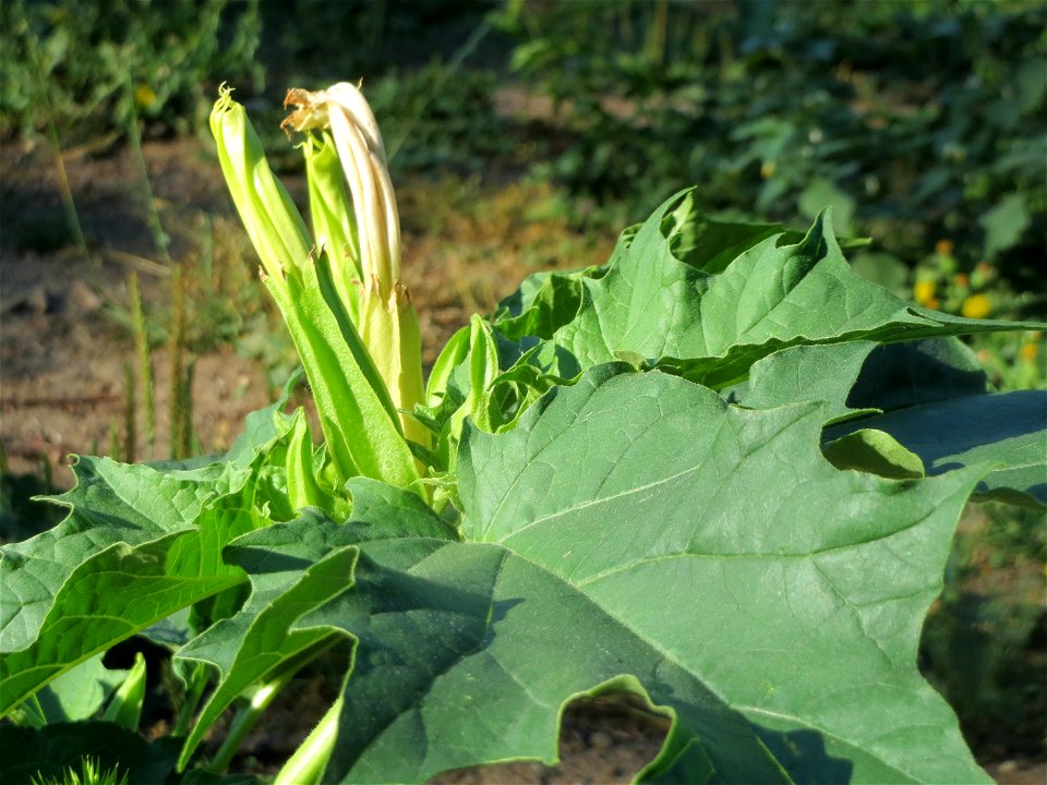 Gemeiner Stechapfel (Datura stramonium) am Staden in Saarbrücken - nach der Fällung einer Trauerbuche hat sich hier eine kleine Ruderalfläche ausgebildet