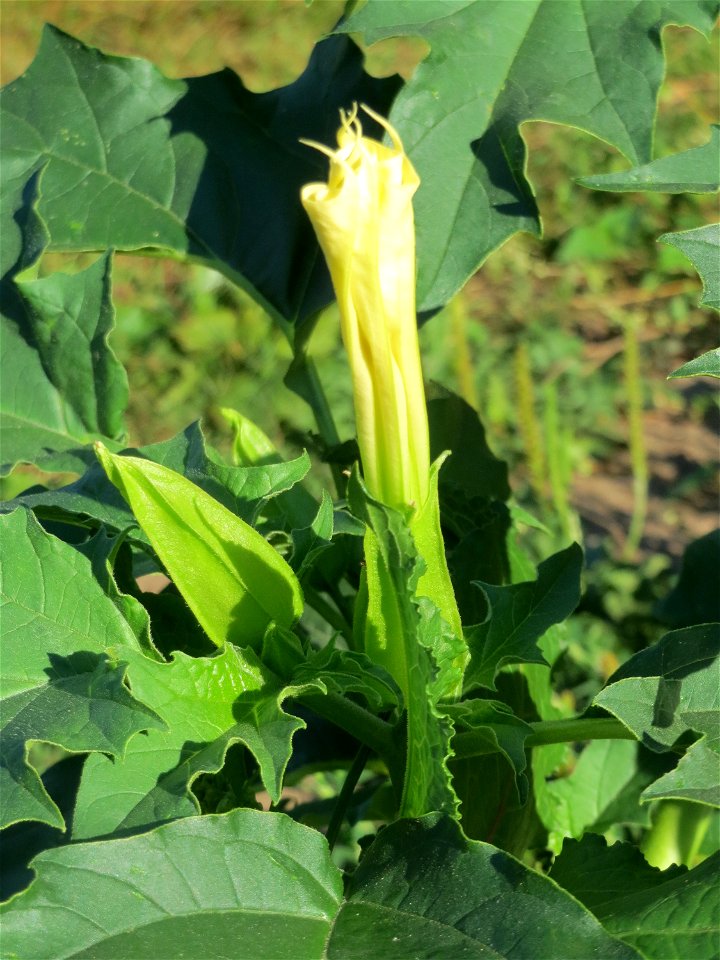 Gemeiner Stechapfel (Datura stramonium) am Staden in Saarbrücken - nach der Fällung einer Trauerbuche hat sich hier eine kleine Ruderalfläche ausgebildet