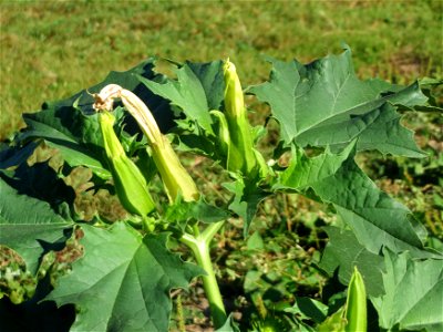 Gemeiner Stechapfel (Datura stramonium) am Staden in Saarbrücken - nach der Fällung einer Trauerbuche hat sich hier eine kleine Ruderalfläche ausgebildet