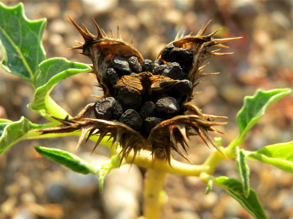 Gemeiner Stechapfel (Datura stramonium) auf einer Ruderalfläche am Messplatz Hockenheim - nachdem die Fläche vor einigen Wochen einplaniert wurde wachsen hier viele Pflanzen in Kleinformat