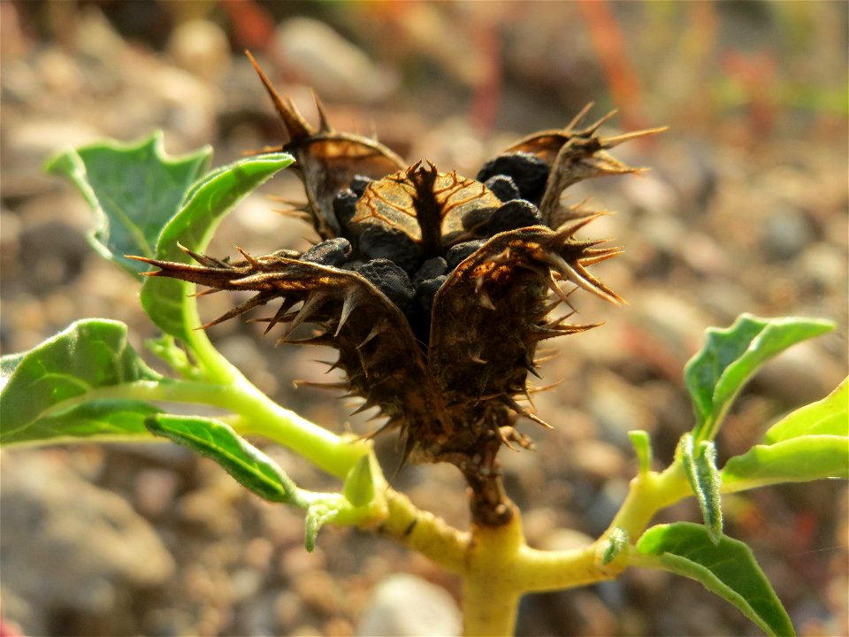 Gemeiner Stechapfel (Datura stramonium) auf einer Ruderalfläche am Messplatz Hockenheim - nachdem die Fläche vor einigen Wochen einplaniert wurde wachsen hier viele Pflanzen in Kleinformat