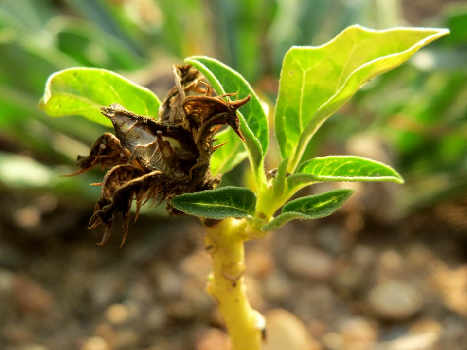 Gemeiner Stechapfel (Datura stramonium) auf einer Ruderalfläche am Messplatz Hockenheim - nachdem die Fläche vor einigen Wochen einplaniert wurde wachsen hier viele Pflanzen in Kleinformat