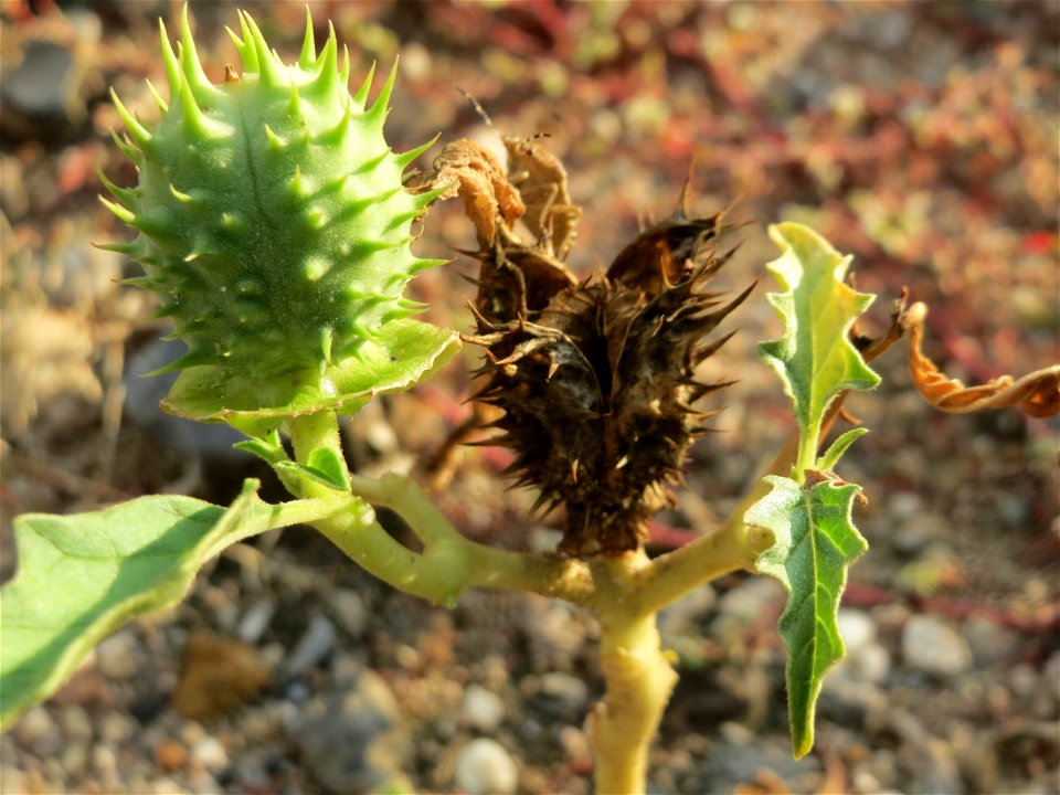Gemeiner Stechapfel (Datura stramonium) auf einer Ruderalfläche am Messplatz Hockenheim - nachdem die Fläche vor einigen Wochen einplaniert wurde wachsen hier viele Pflanzen in Kleinformat