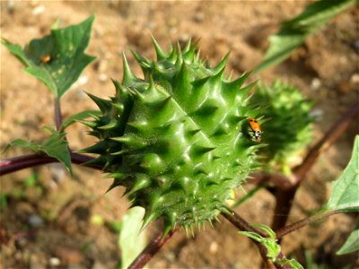 Gemeiner Stechapfel (Datura stramonium) auf einem Sandhügel bei Hockenheim (Gemarkung Reilingen)