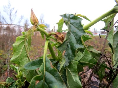 Gemeiner Stechapfel (Datura stramonium) an einer Ruderal-Stelle am Messplatz in Hockenheim