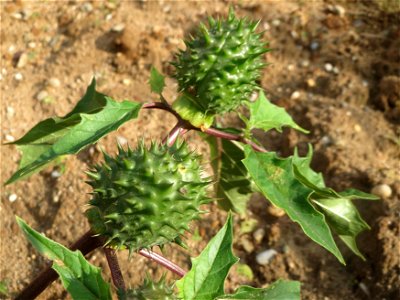 Gemeiner Stechapfel (Datura stramonium) auf einem Sandhügel bei Hockenheim (Gemarkung Reilingen)