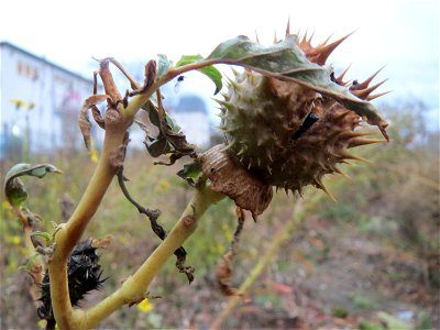 Gemeiner Stechapfel (Datura stramonium) an einer Ruderal-Stelle am Messplatz in Hockenheim