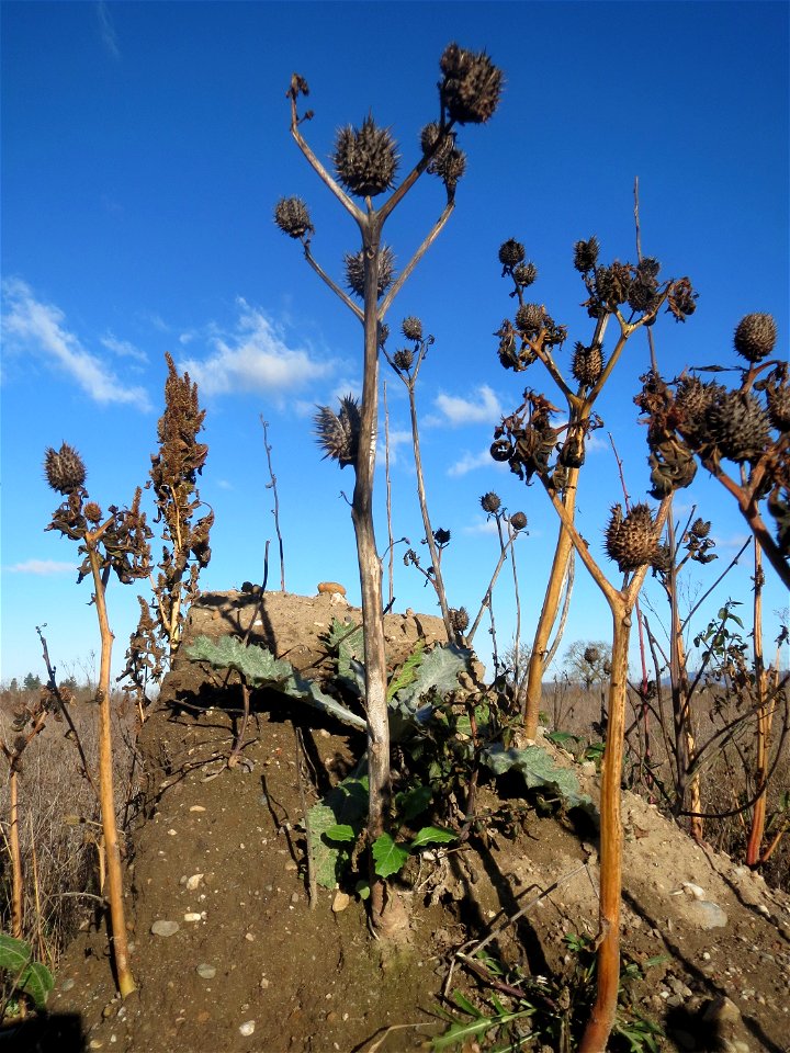 Gemeiner Stechapfel (Datura stramonium) auf einem kleinen Sandtrockenrasen-Biotop bei Neulußheim (Gemarkung Altlußheim)