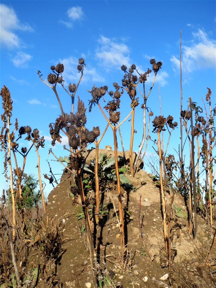 Gemeiner Stechapfel (Datura stramonium) auf einem kleinen Sandtrockenrasen-Biotop bei Neulußheim (Gemarkung Altlußheim)