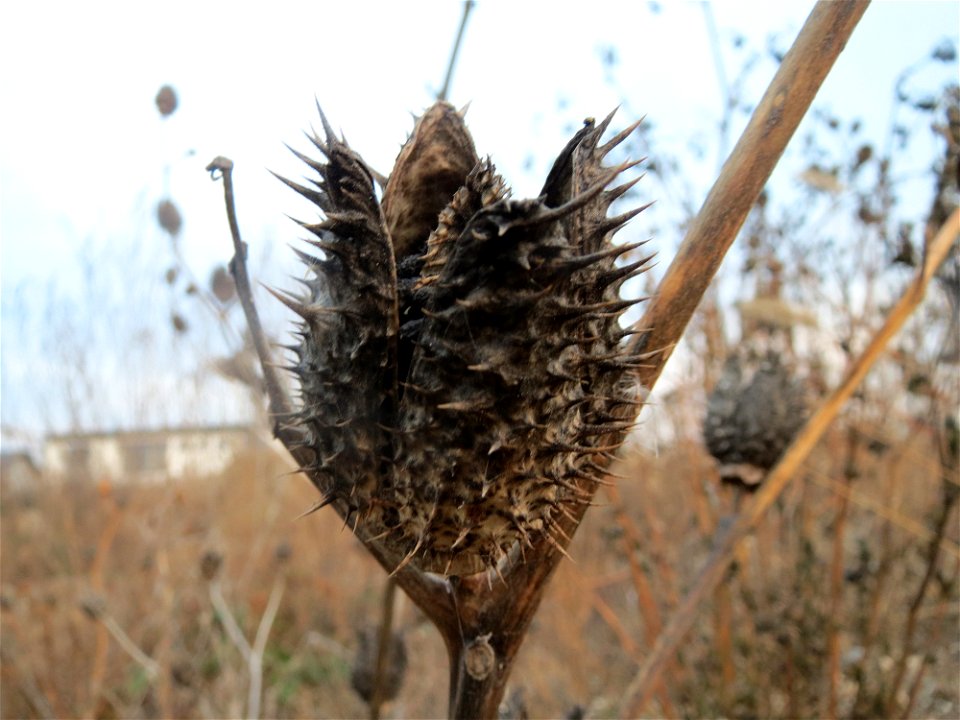 Gemeiner Stechapfel (Datura stramonium) in Hockenheim-Talhaus