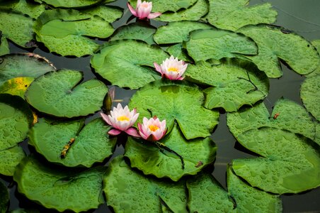 Green flowers water lily photo