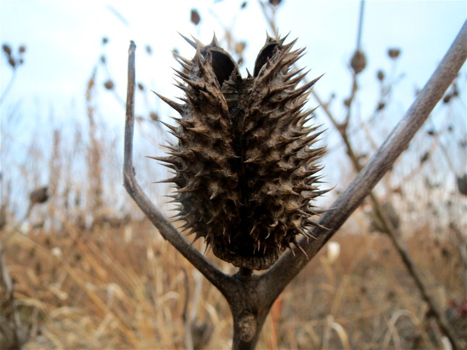 Gemeiner Stechapfel (Datura stramonium) in Hockenheim-Talhaus