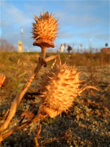 Gemeiner Stechapfel (Datura stramonium) auf einer Ruderalfläche am Messplatz Hockenheim - der giftige Stechapfel ist eine häufige Ruderalpflanze auf Baustellen und sandigen Äckern