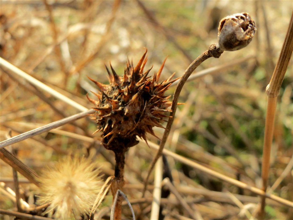 Gemeiner Stechapfel (Datura stramonium) in Hockenheim