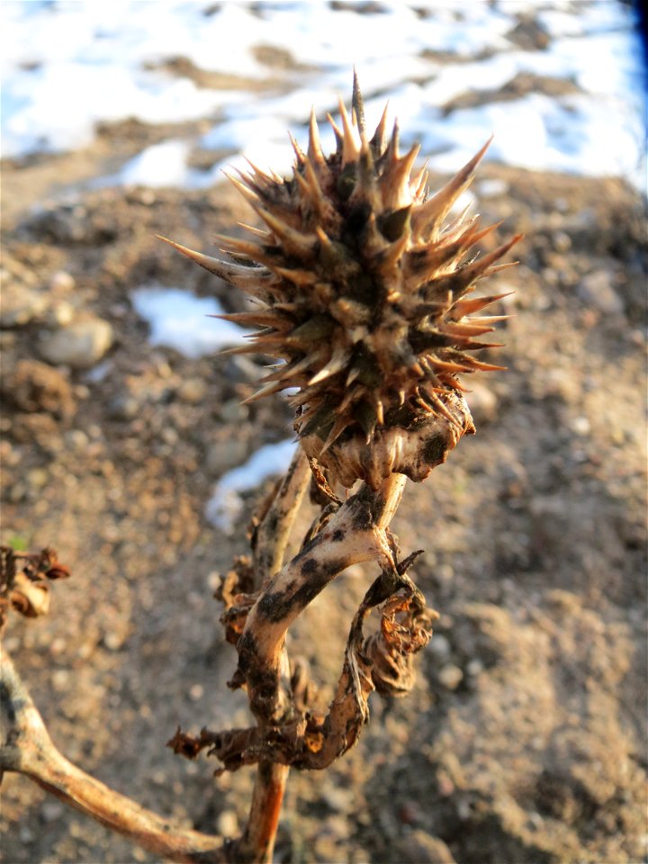 Gemeiner Stechapfel (Datura stramonium) in Hockenheim