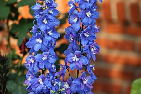 Blossom bloom delphinium photo