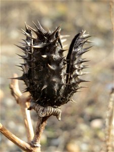Gemeiner Stechapfel (Datura stramonium) auf einer Brachfläche einer Baustelle in Hockenheim