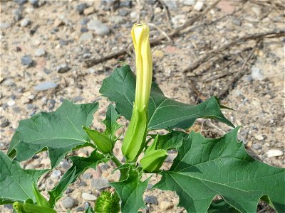 Gemeiner Stechapfel (Datura stramonium) auf Schotter am Bahnhof Schwetzingen