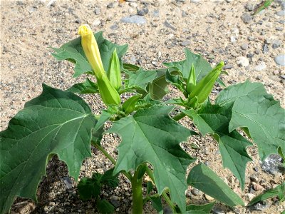 Gemeiner Stechapfel (Datura stramonium) auf Schotter am Bahnhof Schwetzingen