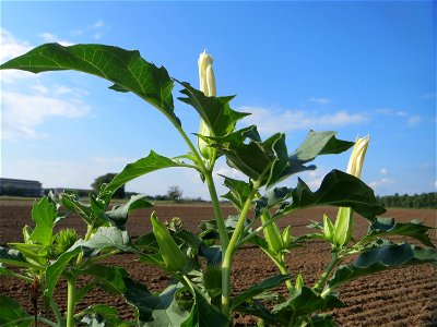 Typische Ackerrand-Vegetation: Gemeiner Stechapfel (Datura stramonium) bei Oftersheim