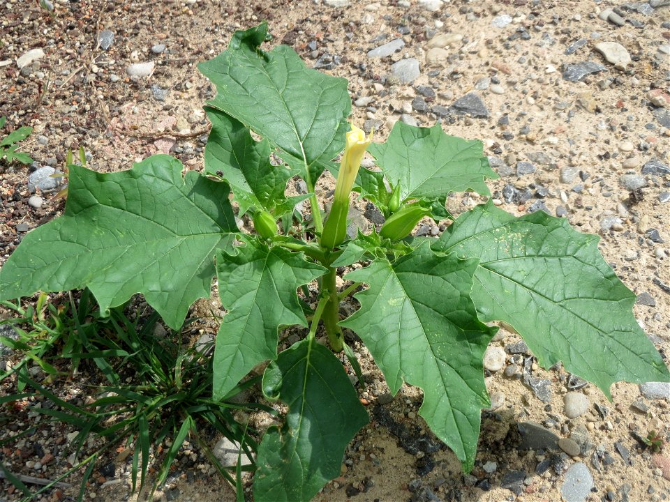 Gemeiner Stechapfel (Datura stramonium) auf Schotter am Bahnhof Schwetzingen
