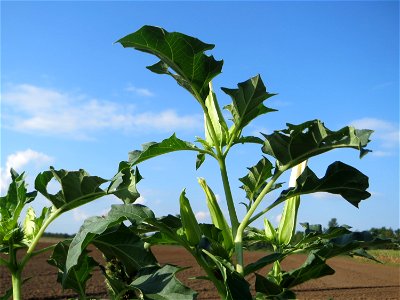 Typische Ackerrand-Vegetation: Gemeiner Stechapfel (Datura stramonium) bei Oftersheim
