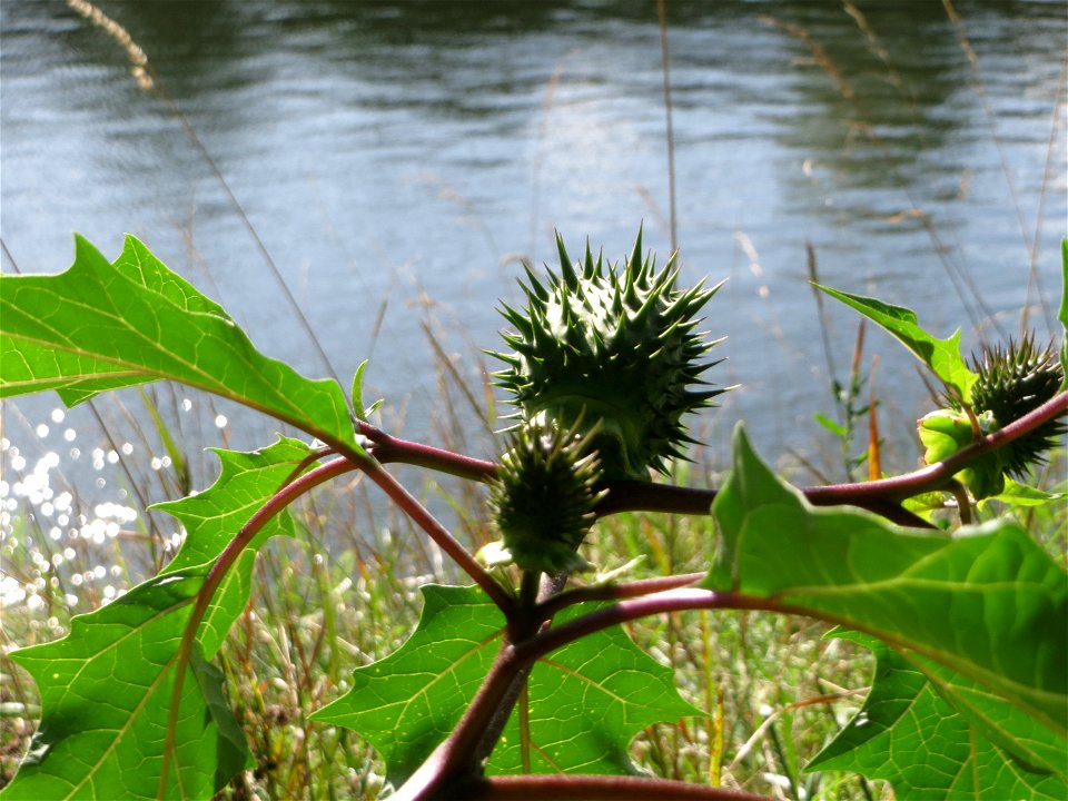 Gemeiner Stechapfel (Datura stramonium) an der Saar in Saarbrücken