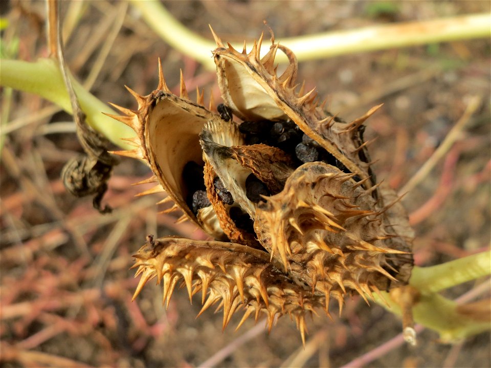 Frucht vom Gemeinen Stechapfel (Datura stramonium) auf einer sandigen Brachfläche bei Hockenheim