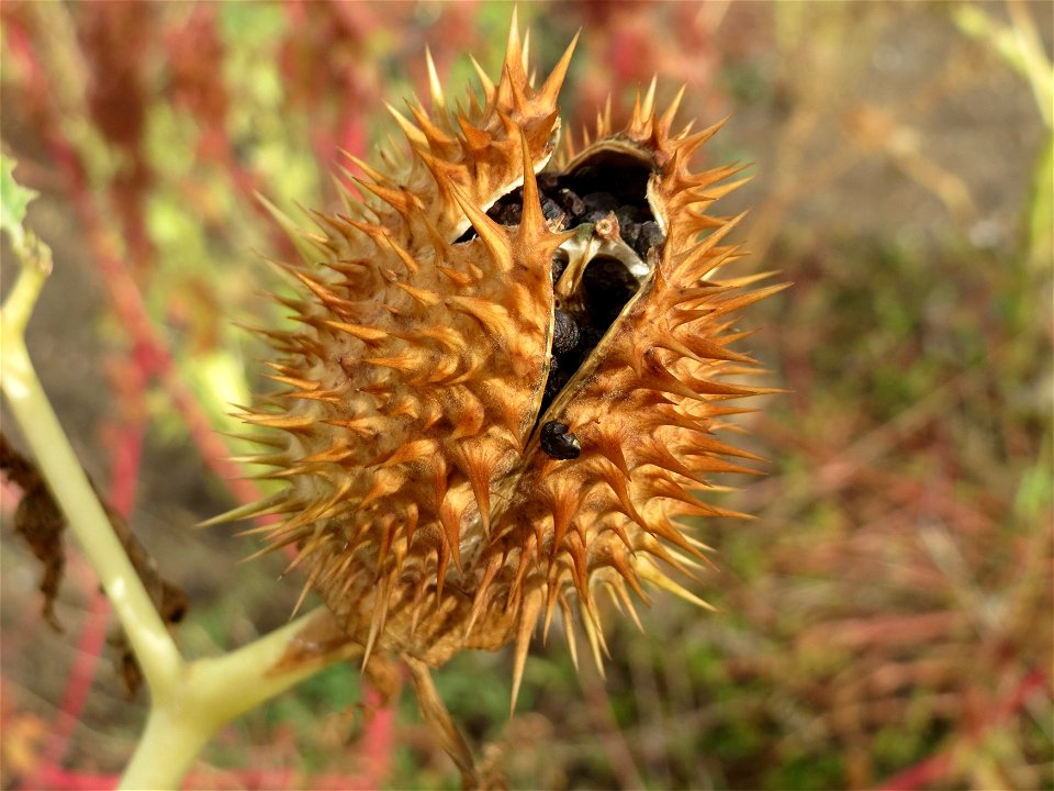 Frucht vom Gemeinen Stechapfel (Datura stramonium) auf einer sandigen Brachfläche bei Hockenheim
