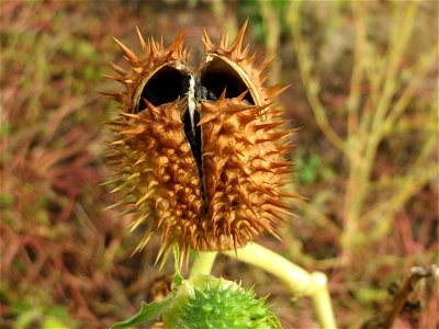 Frucht vom Gemeinen Stechapfel (Datura stramonium) auf einer sandigen Brachfläche bei Hockenheim