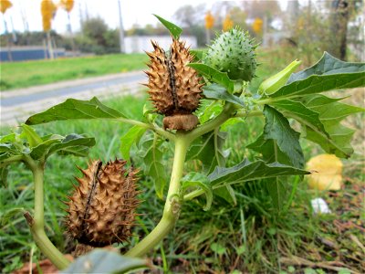 Gemeiner Stechapfel (Datura stramonium) zwischen Hauptbahnhof und Schloss Mannheim