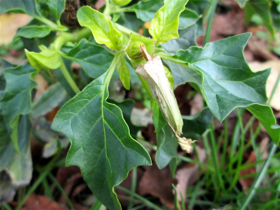 Gemeiner Stechapfel (Datura stramonium) zwischen Hauptbahnhof und Schloss Mannheim
