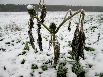 Vereister Stechapfel (Datura stramonium) auf der Parkplatzwiese am Nordring in Hockenheim nach dem Wintereinbruch am 1. Dezember 2017