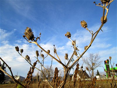Gemeiner Stechapfel (Datura stramonium) auf einer sandigen Brachfläche bei Hockenheim