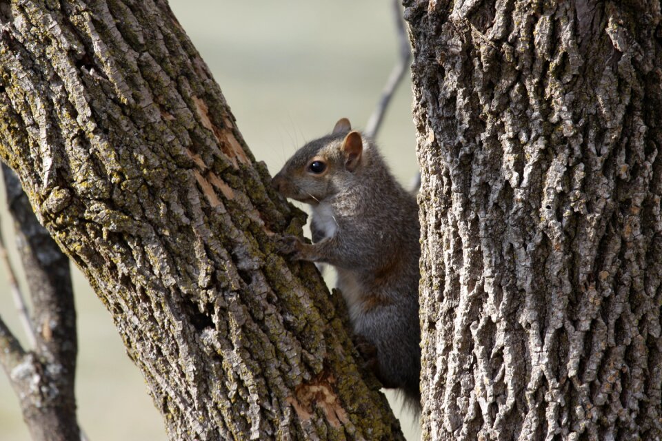 Animal rodent wildlife