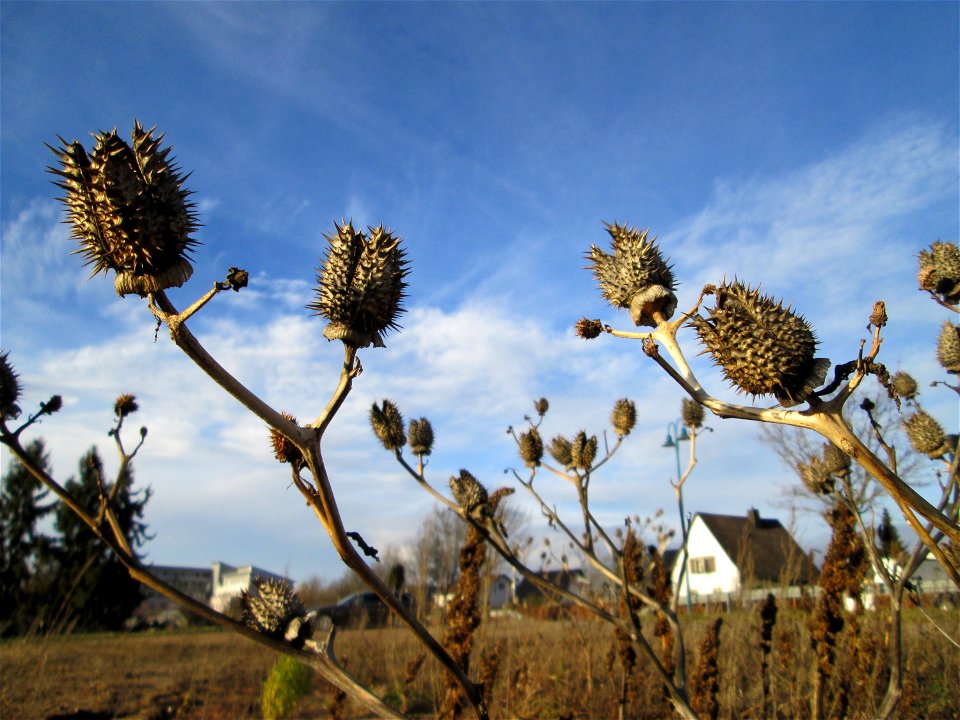 Gemeiner Stechapfel (Datura stramonium) auf einer sandigen Brachfläche bei Hockenheim
