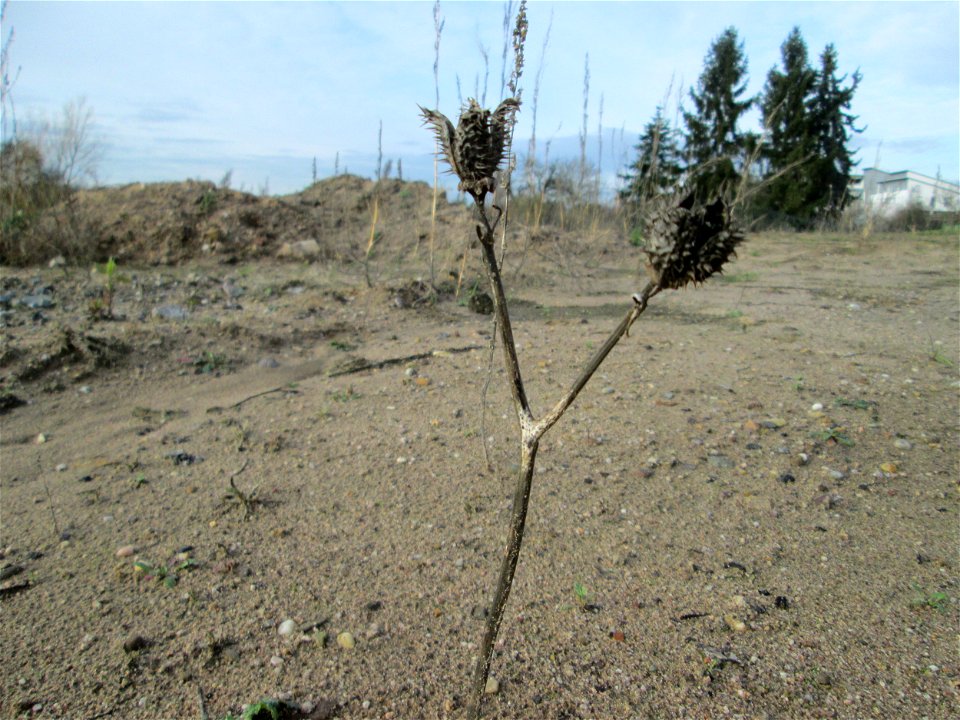 Mumienbotanik: Gemeiner Stechapfel (Datura stramonium) auf einem Sandplatz an der Reilinger Straße in Hockenheim