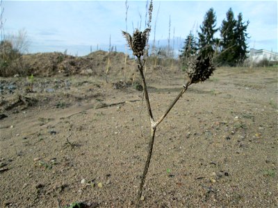 Mumienbotanik: Gemeiner Stechapfel (Datura stramonium) auf einem Sandplatz an der Reilinger Straße in Hockenheim
