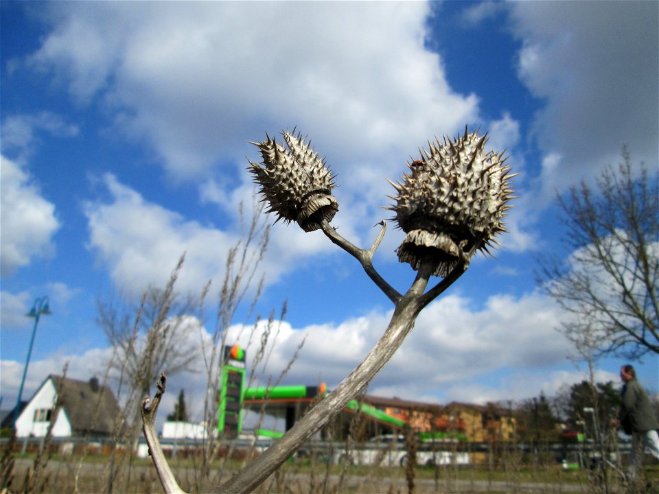 Gemeiner Stechapfel (Datura stramonium) auf einer Sandfläche in Hockenheim