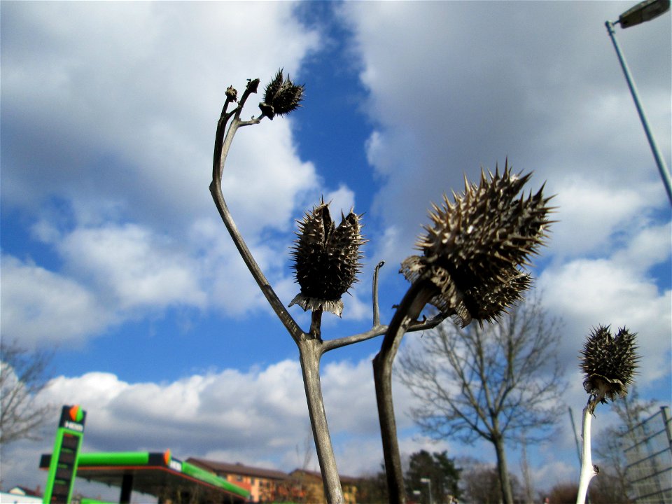 Gemeiner Stechapfel (Datura stramonium) auf einer Sandfläche in Hockenheim