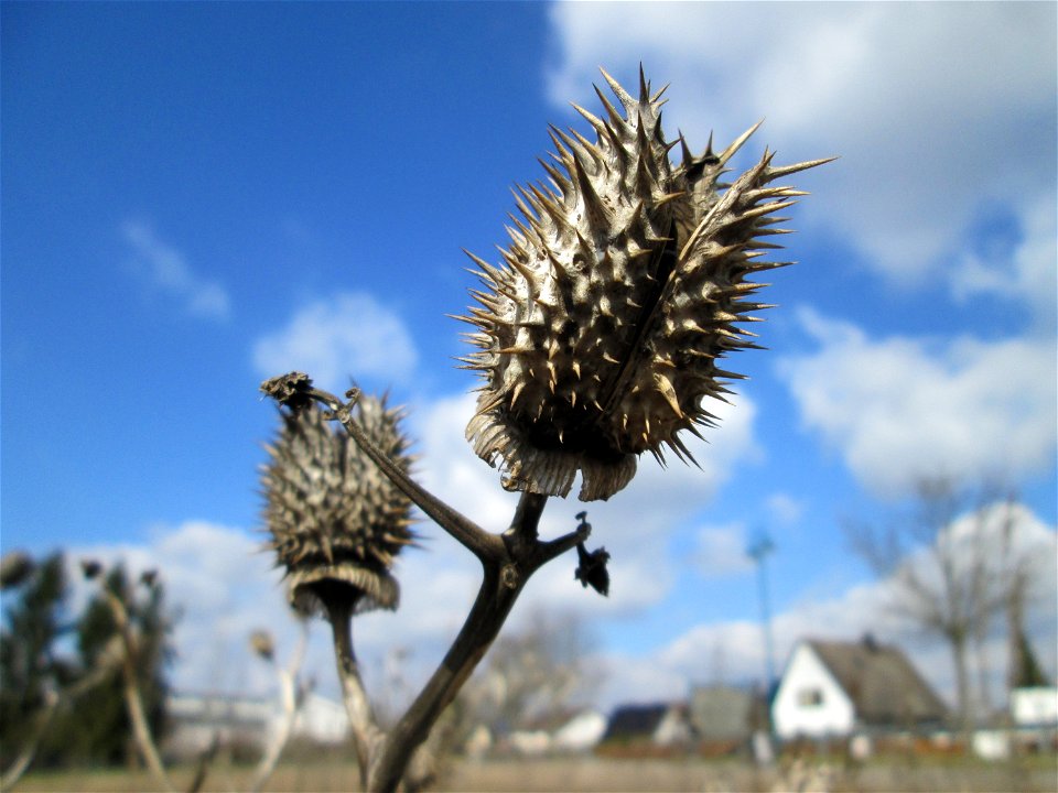 Gemeiner Stechapfel (Datura stramonium) auf einer Sandfläche in Hockenheim
