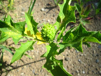 Gemeiner Stechapfel (Datura stramonium) auf einer Brachfläche am Messplatz in Hockenheim